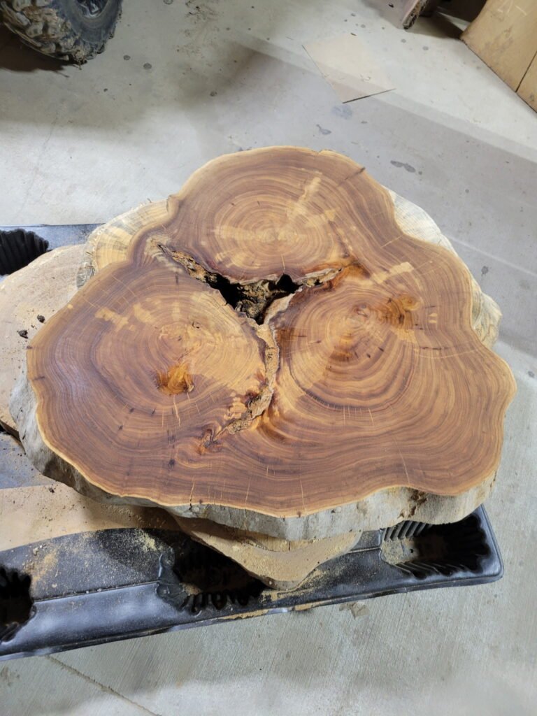 Live-edge cookie with three trunks grown together